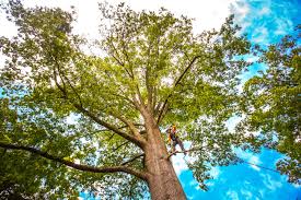 How Our Tree Care Process Works  in  Springdale, AR